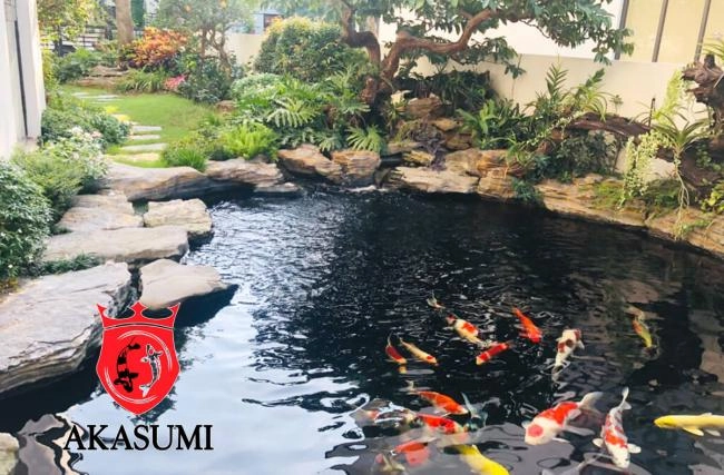 Cách lựa chọn cám cá Koi phù hợp từng giai đoạn phát triển