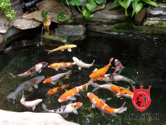 Các yếu tố quan trọng trong quá trình chăm sóc cá Koi