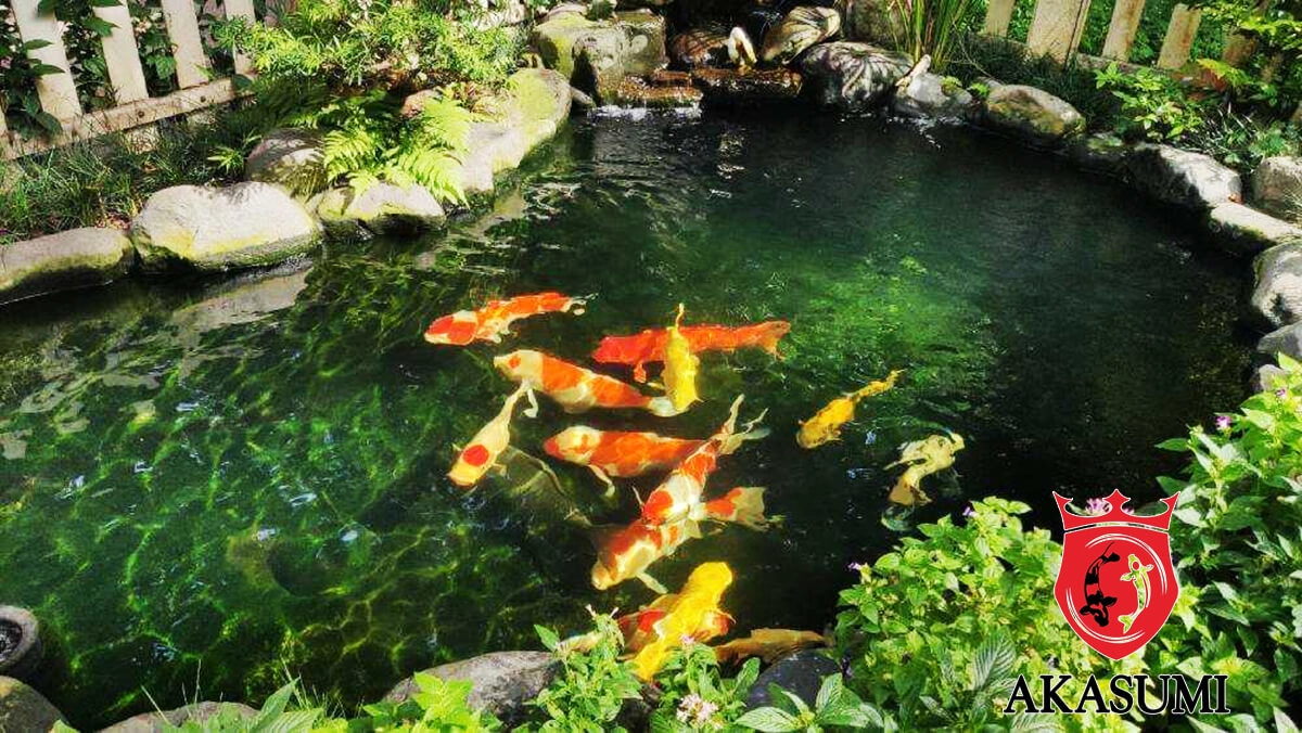 AKASUMI COLOR ENHANCER THỨC ĂN CÁ KOI AKASUMI TĂNG MÀU